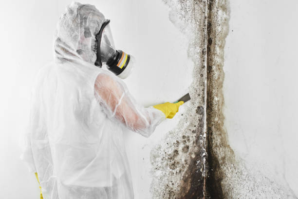 Crawl Space Mold Removal in Avalon, CA