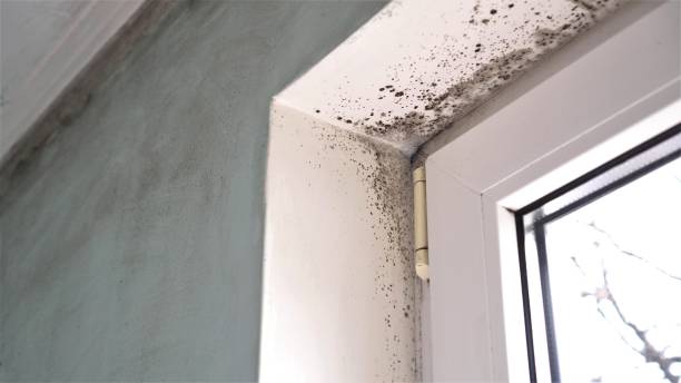 Best Office Mold Removal Services  in Avalon, CA