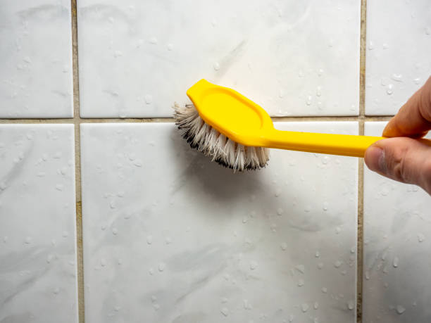 Avalon, CA Mold Removal Company