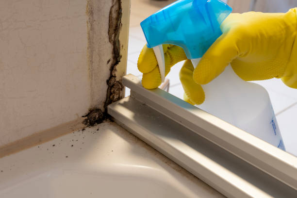 Best Office Mold Removal Services  in Avalon, CA