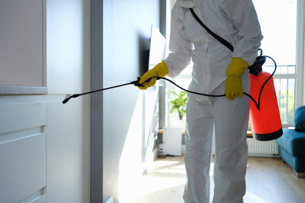 Attic Mold Removal in Avalon, CA