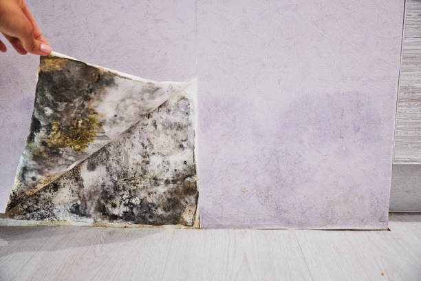 Best Same-Day Mold Removal  in Avalon, CA
